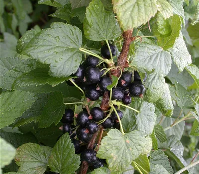 Ribes nigrum 'Titania' CAC