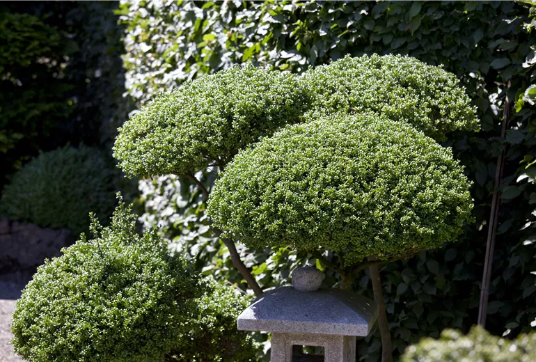 Ilex crenata