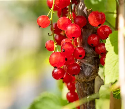 Ribes rubrum 'Jonkheer van Tets' CAC
