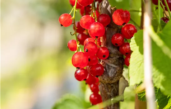Ribes rubrum 'Jonkheer van Tets' CAC