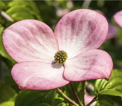 Cornus kousa 'Satomi' Cornus kousa 'Satomi'