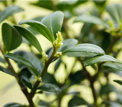 Ilex crenata 'Dark Green' -R-