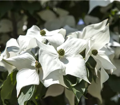 Cornus kousa chinensis Cornus kousa chinensis