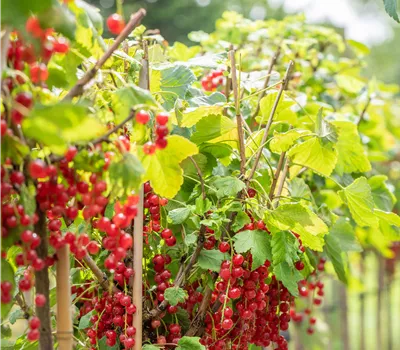 Ribes rubrum 'Rovada' CAC
