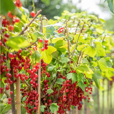 Ribes rubrum 'Rovada' CAC