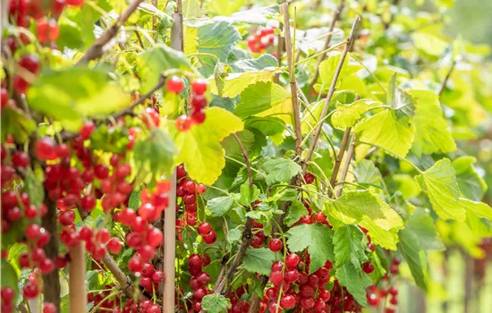 Ribes rubrum 'Rovada' CAC