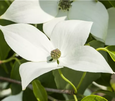 Cornus kousa chinensis 'Milky Way' Cornus kousa chinensis 'Milky Way'