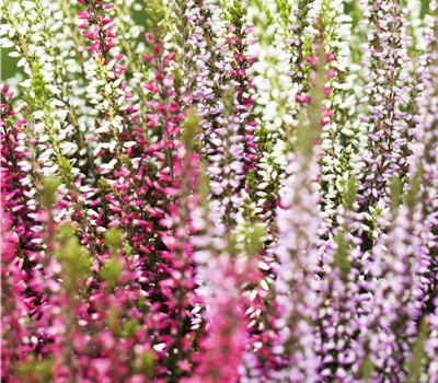 Calluna vulgaris 'Trio-Girls' -R- i.S.