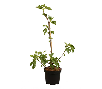 Ficus carica 'Brown Turkey' CAC Ficus carica 'Brown Turkey' CAC