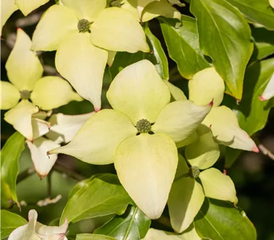 Cornus kousa chinensis 'Schmetterling' Cornus kousa chinensis 'Schmetterling'