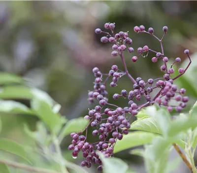 Sambucus nigra Sambucus nigra