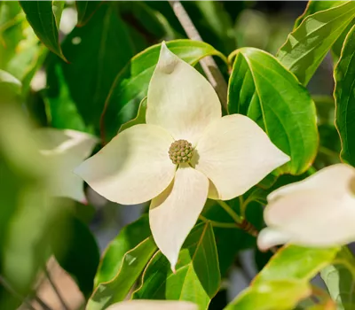 Cornus kousa chinensis 'Teutonia' Cornus kousa chinensis 'Teutonia'
