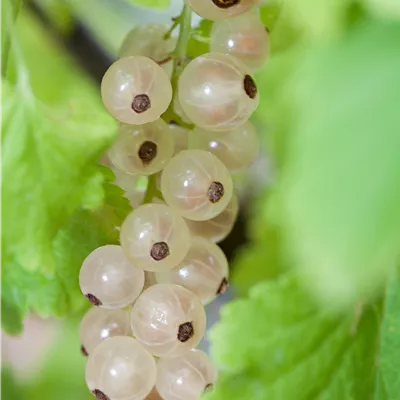 Ribes sativum 'Weiße Versailler' CAC