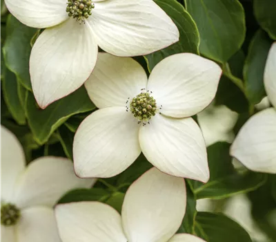 Cornus kousa chinensis 'Wieting's Select' Cornus kousa chinensis 'Wieting's Select'