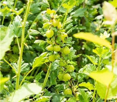 Ribes uva-crispa 'Invicta' CAC