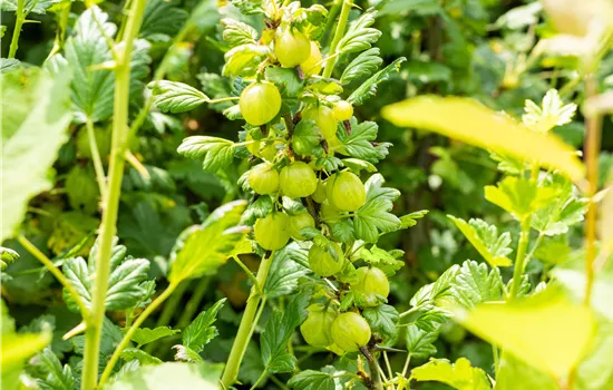 Ribes uva-crispa 'Invicta' CAC