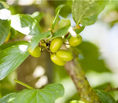 Cornus mas 'Jolico' Cornus mas 'Jolico'