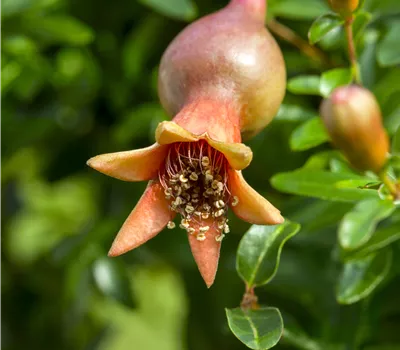 Punica granatum Punica granatum