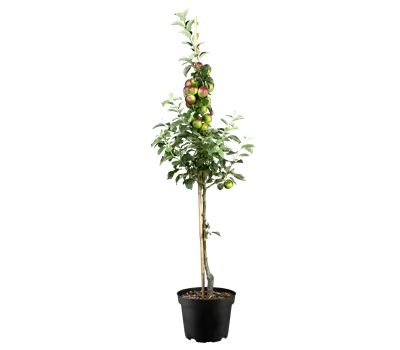 Malus 'Prinz Albrecht von Preußen' CAC