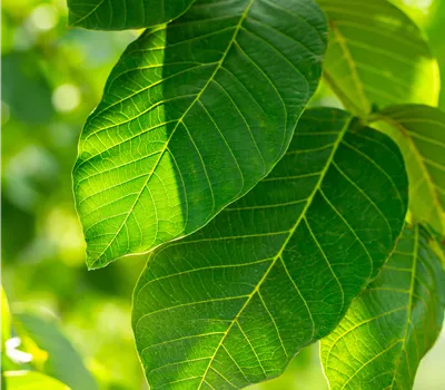 Juglans regia 'Broadview' CAC