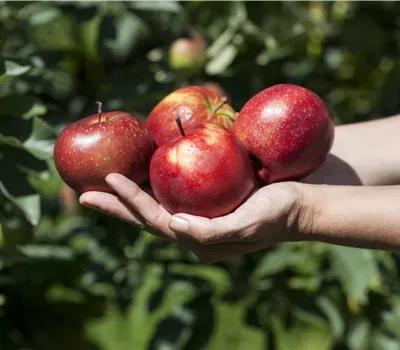 Malus 'Red Jonaprince' -R- CAC
