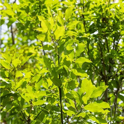 Fraxinus ornus