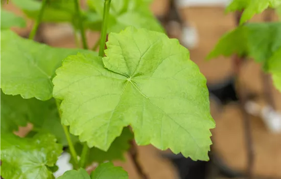 Vitis 'Romulus'