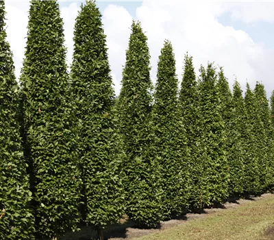 Carpinus betulus 'Fastigiata' Carpinus betulus 'Fastigiata'