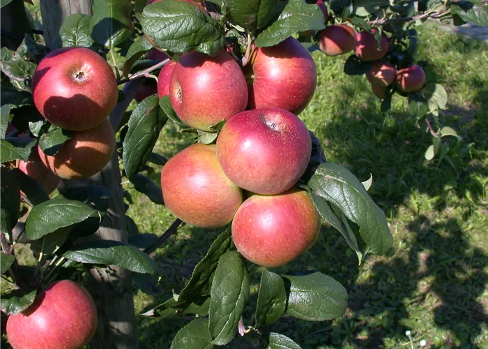 Große Auswahl an Apfelbaumsorten