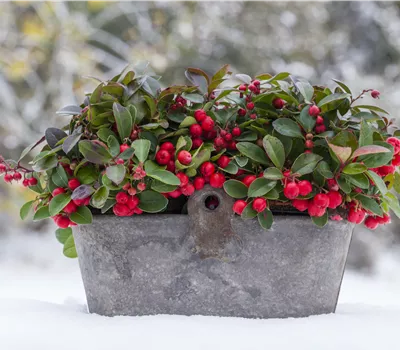 Gaultheria procumbens