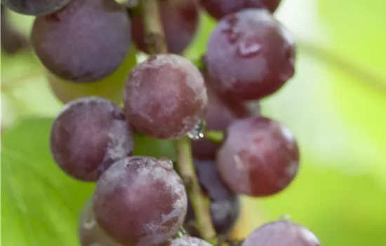Vitis 'Suffolk Red'