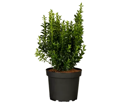 Euonymus japonicus 'Green Spire' Euonymus japonicus 'Green Spire'