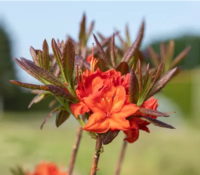 Rhododendron lut.'Fireball'