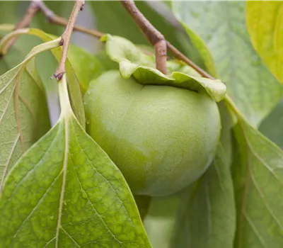 Diospyros kaki Diospyros kaki