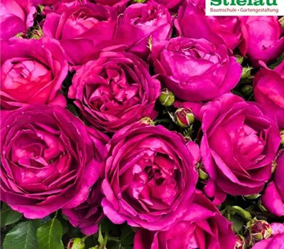 Rosa 'Für Elise' -R- BT