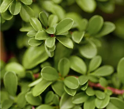 Cotoneaster radicans 'Eichholz'