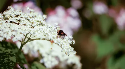 Hummel auf Holunderblüte