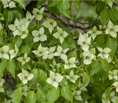 Cornus kousa chinensis 'China Girl' Cornus kousa chinensis 'China Girl'