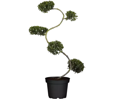 Ilex crenata 'Green Hedge'