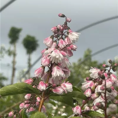 Deutzia scabra 'Codsall Pink'