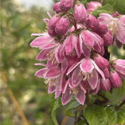 Deutzia magnifica 'Tourbillon Rouge'