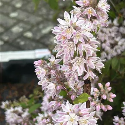 Deutzia 'Raspberry Sundae' -R-