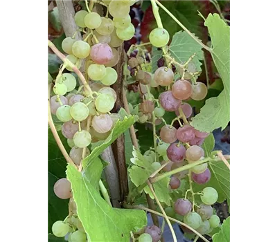 Vitis 'Suffolk Red'