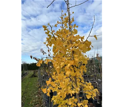 Ginkgo biloba Ginkgo biloba