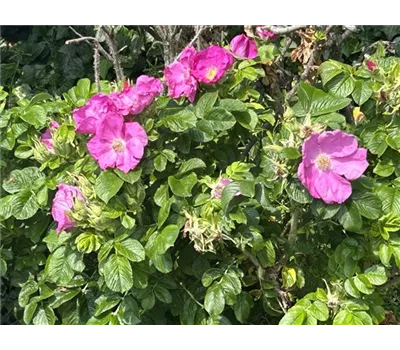Rosa rugosa
