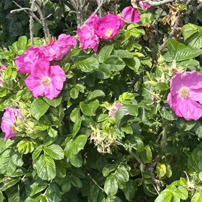 Rosa rugosa