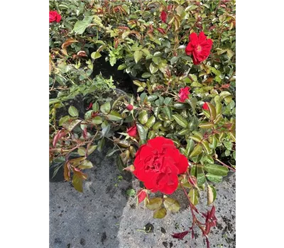 Rosa 'Mainaufeuer' -R- BDR