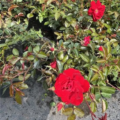 Rosa 'Mainaufeuer' -R- BDR