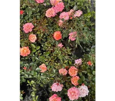 Rosa 'Cubana' -R- BDR