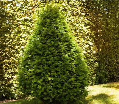Taxus baccata